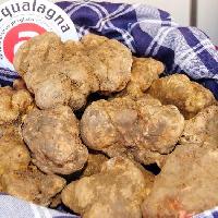 53^ Fiera Nazionale del Tartufo Bianco di Acqualagna