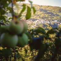 Castel del Giudice - Mele del meleto Melise. Credit Emanuele Scocchera 