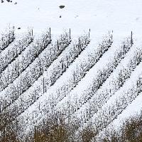 Castel del Giudice - Meleto biologico Melise