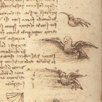 Studi sul volo degli uccelli