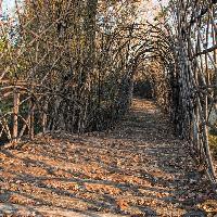 Sui passi di Giuliano Mauri, il tessitore del bosco