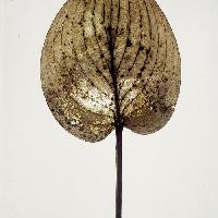 Nino Migliori, Herbarium, 1974