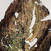 Nino Migliori, Herbarium, 1974