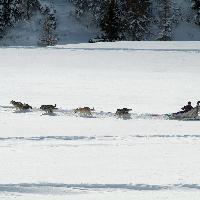 Brescia - Ponte di Legno - Sleddog