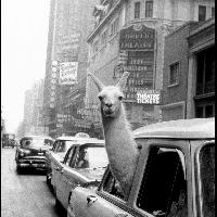 Inge Morath, Un lama a Times Square, New York, 1957