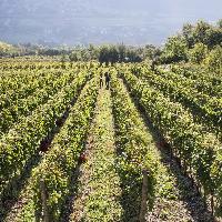 Visit Brescia - Valle Camonica - Cantina Monchieri