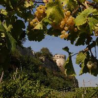 Visit Brescia - Vigneto Pusterla - L\'invernenga e il falcone d\'Italia - Credit Umberto Favretto