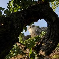 Visit Brescia - Vigneto Pusterla - Una vite di 100 anni - Credit Umberto Favretto
