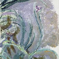 Claude Monet (1840-1926) Iris, 1924-1925 circa