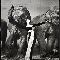 Richard Avedon, Dovima with elephants, evening dress by Dior, Cirque d\'Hiver, Paris, August 1955