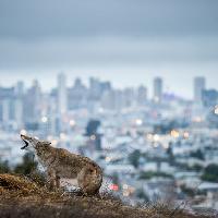 © Corey Arnold, United States, Winner, Professional competition, Wildlife & Nature, Sony World Photography Awards 2023