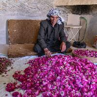 La Rosa di Damasco - Dalla Siria a Torino