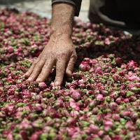 La Rosa di Damasco - Dalla Siria a Torino