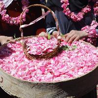 La Rosa di Damasco - Dalla Siria a Torino