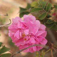 La Rosa di Damasco - Dalla Siria a Torino