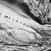 Gli iceberg sono pezzi di ghiacciaio che si staccano e vanno alla deriva nel mare. Isole Sandwich Australi, 2009 © Sebastião Salgado/Contrasto
