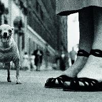 Elliott Erwitt USA. New York City, 1946
