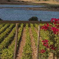 SiciliaDoc credits @ConsorzioDocSicilia