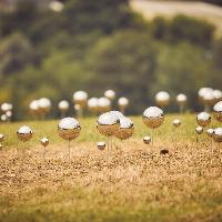 Stefano Caimi, Fairy Ring, Olimpia Contemporanea, ph. credit Letizia Toscano
