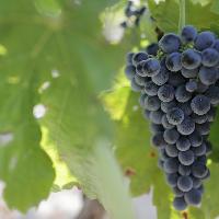 Vendemmia 2025 Sicilia