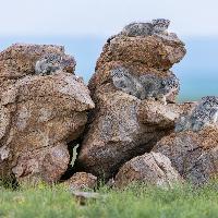 ANIMALS IN THEIR ENVIRONMENT_Amit Eshel_Kittens rock