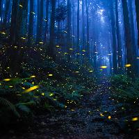 THE BEAUTY OF NATURE_Shirley Wung_glowing luminous elf in the forest