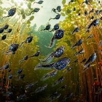 UNDERWATER LIFE__Shane Gross_Cloud of life