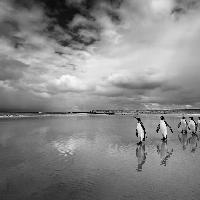 Volunteer Point, East Falkland. 2016 © Cristina Mittermeier