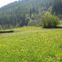 Aprica, dintorni - Pascolo