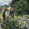 Renoir: Picking Flowers