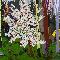 KIM DORLAND_Woods #7_2009_olio, acrilico e spraypaint su pannelli di legno 243x548cm