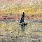 Claude Monet (1840-1926) Barca a vela, effetto sera, 1885