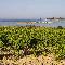SiciliaDoc credits @ConsorzioDocSicilia