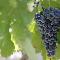 Vendemmia 2025 Sicilia