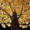 Vanishing Trees