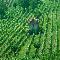 Asti, le vigne - foto Vittorio Ubertone